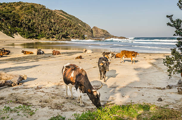 istock Port St Johns beach cows, Wild Coast, South Africa 625191052