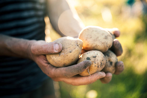 istock Potatoes grown in his garden. Farmer 625191378