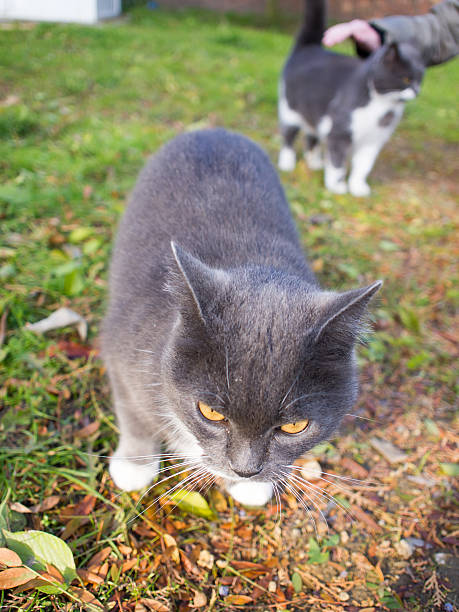istock Homeless cats in the autumn lawn 625193100