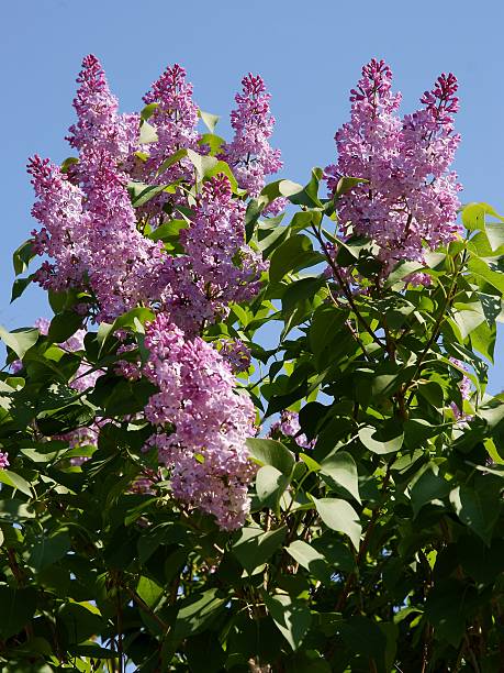 istock lilac bush with lila fragrant flowers in may 625194712
