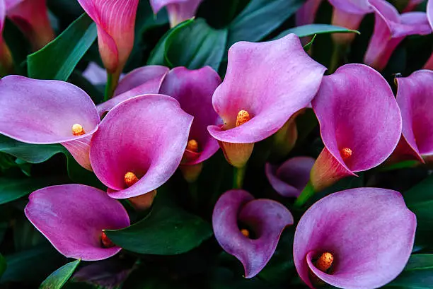 Photo of Calla lilys. Abstract background. Keukenhof Flower Park