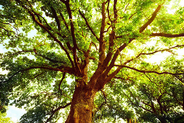 istock oak   in sunlight in the morning 625195048