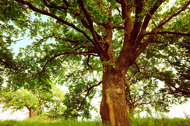 istock oak   in sunlight in the morning 625195530