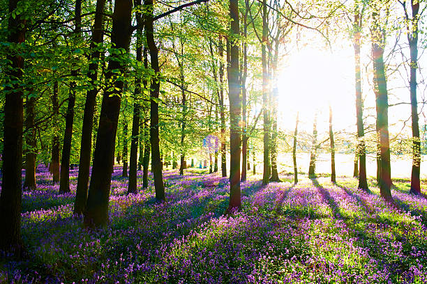 istock Dawn In The Bluebell Wood 625195844