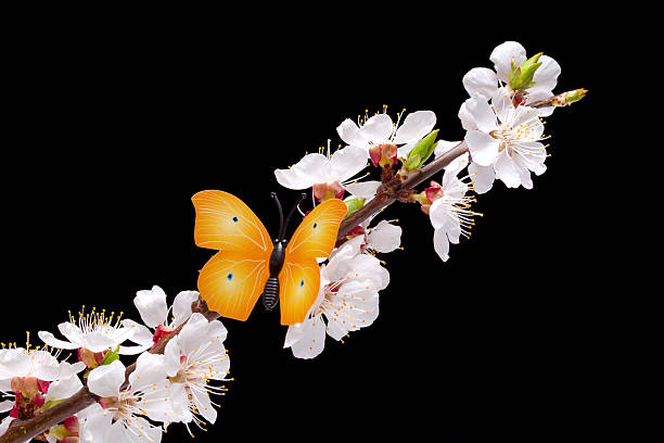 istock Apricot blossom on black background 625202434