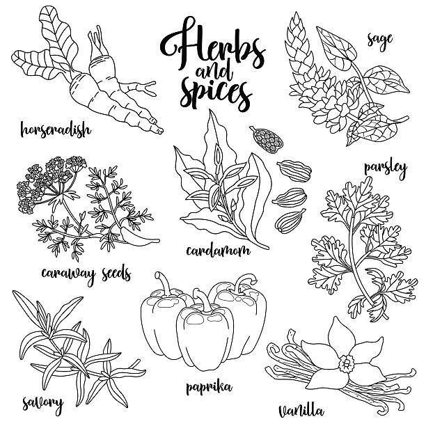 Spices and herbs vector set. Contour on white Spices and herbs vector set to prepare delicious healthy food. Contour botanical illustration on white background with horseradish, sage, caraway seeds, savory, cardamom, paprika, parsley, vanilla. caraway seed stock illustrations