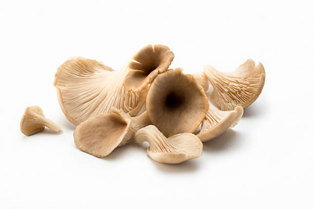 oyster mushroom, Isolated on a white background with Selective focus