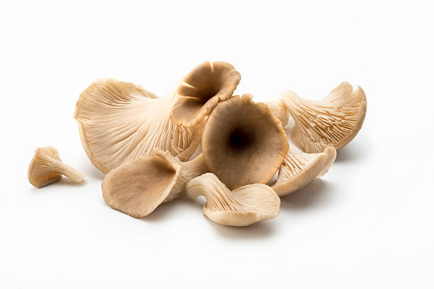 Mushrooms: Oyster Mushrooms Isolated on White Background oyster mushroom, Isolated on a white background with Selective focus oyster mushroom stock pictures, royalty-free photos & images