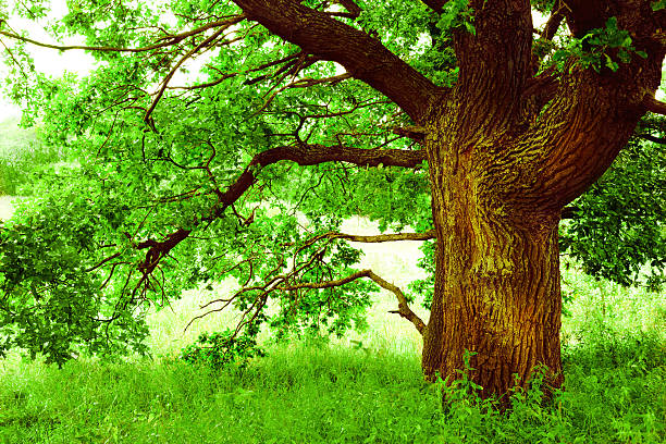 istock oak   in sunlight in the morning 625206844