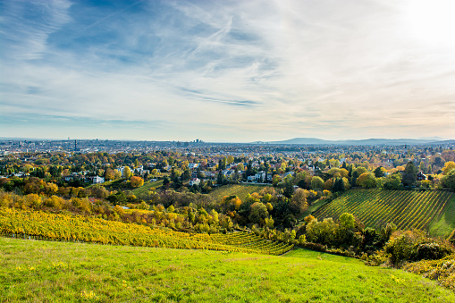 Vineyard in Autumn and the Skyline of Vienna in Austria