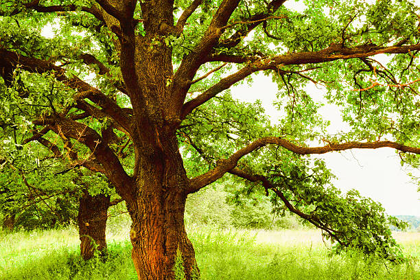 istock oak   in sunlight in the morning 625207440
