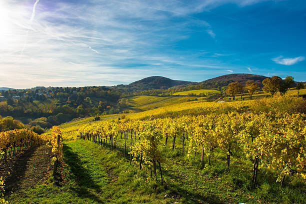 istock Vineyard on a Hill in Autumn 625208362