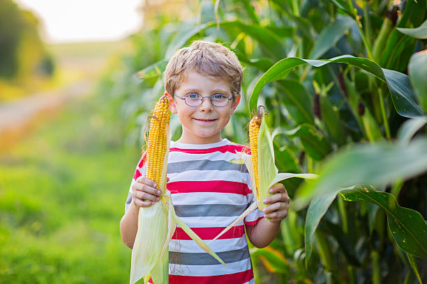 istock Kid boy with sweet corn on field outdoors 625209316