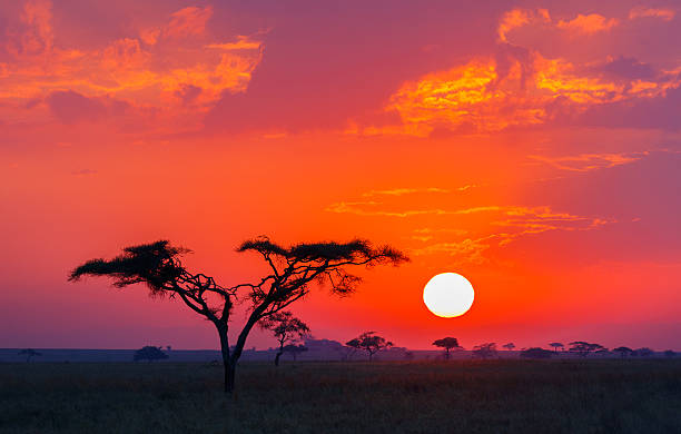 savanna sunrise und akazienbaum in tansania afrika - african sunrise stock-fotos und bilder
