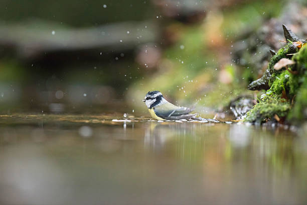 Blue Tit (Parus caeruleus), bathing in forest pond, The Netherlands, november
