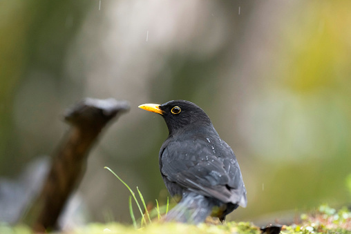 Male blackbird mirrored