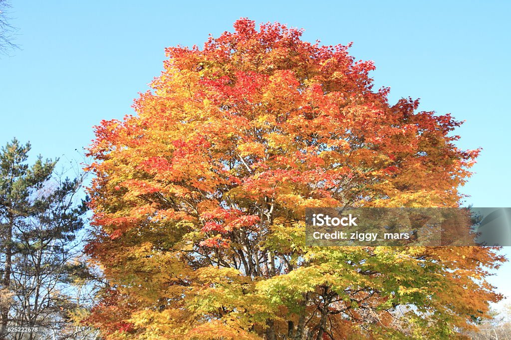 Autumn leaves in Kiyosato highland, Yamanashi, Japan - Royalty-free Ajardinado Foto de stock Autumn leaves in Kiyosato highland, Yamanashi, Japan - Royalty-free Ajardinado Foto de stock