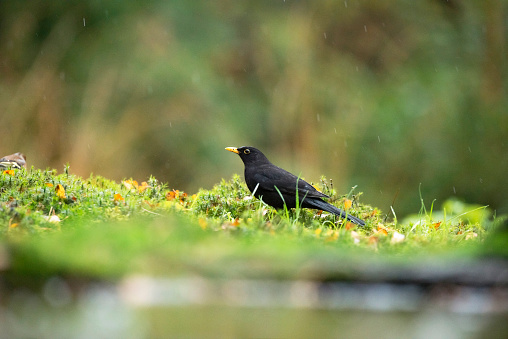 Foraging male common blackbird (Turdus merula) on mossy forest ground in the rain.