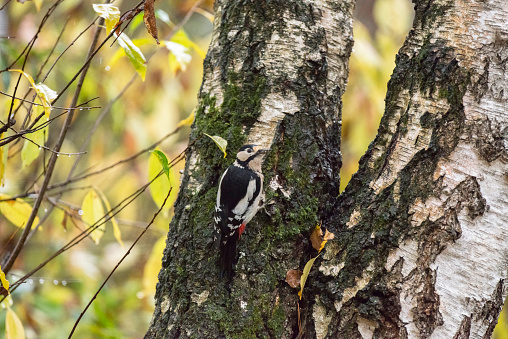 Great Spotted Woodpecker (Dendrocopos major), clinging to birch tree trunk, The Netherlands, November.