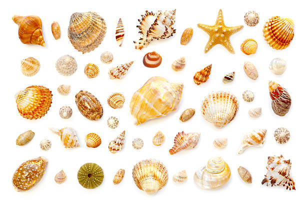 istock composition of exotic sea shells and starfish on a white 625231794