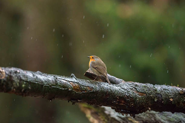 istock European Robin (Erithacus rubecula) standing on a wet branch. 625231880