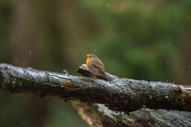 istock European Robin (Erithacus rubecula) standing on a wet branch. 625231906