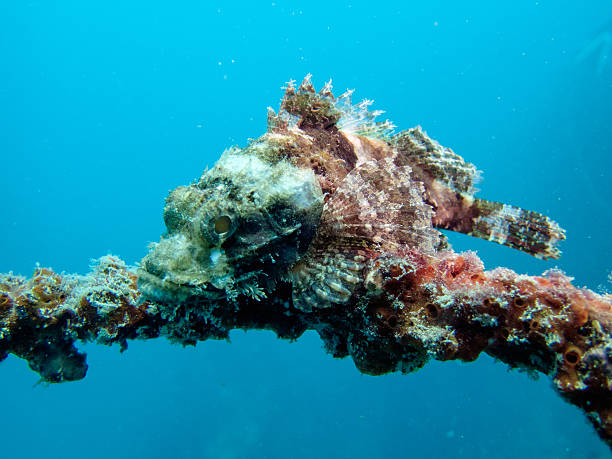 istock Scorpion fish from Gulf of Thailand 625231998
