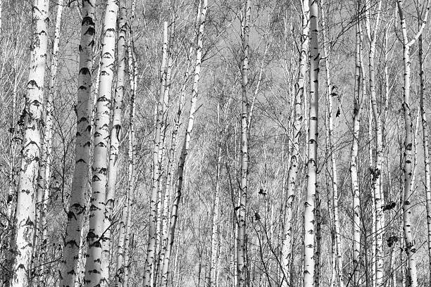 istock birch forest, black-white photo 625233566