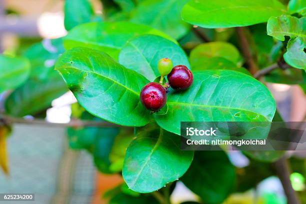 Fruit Or Seed Of Ixora Chinensis Lamk Flower Rubiaceae Stock Photo -  Download Image Now - iStock