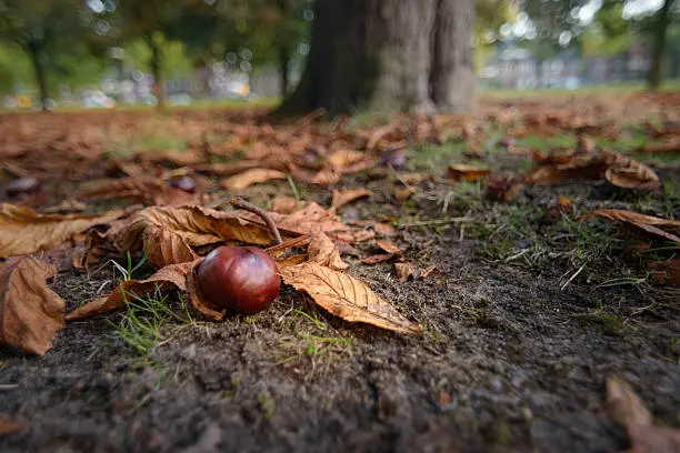 Chestnut between the chestnut leaves on the ground in autumn scenery