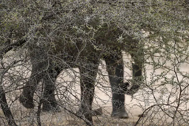 The silhouette of an elephant is seen behind a thorn bush tree on a wildlife safari in a South African game reserve