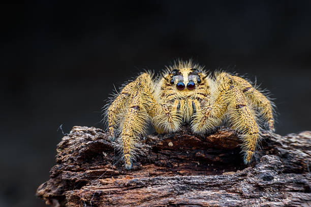 istock Female Hyllus diardi or Jumping spider 625236164