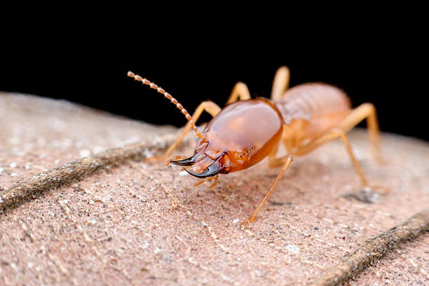 nahaufnahme termiten arbeiter auf getrocknetem blatt - termite soil stock-fotos und bilder