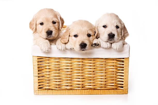 Three labrador puppy in a basket (isolated on white) stock photo