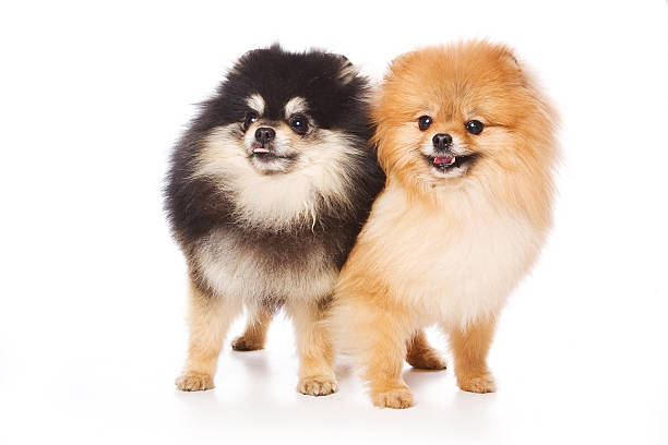 Two Spitz puppy dog (isolated on white) stock photo