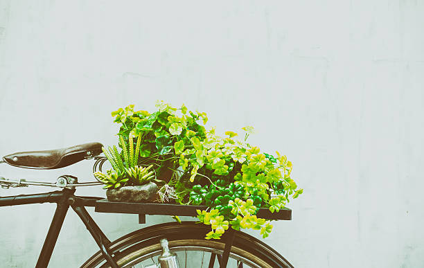 istock Plant on the back of the bicycle with copy space. 625239228