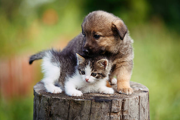 cute puppy and kitten on the grass outdoor; stock photo
