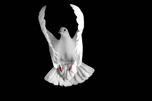 istock white dove flying on a black background 625239600