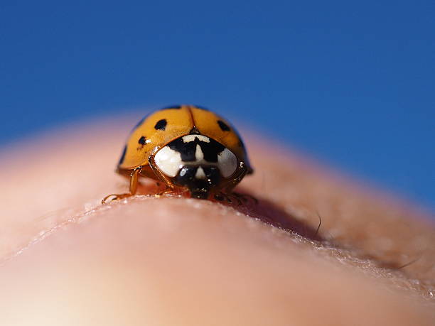 Ladybug stock photo
