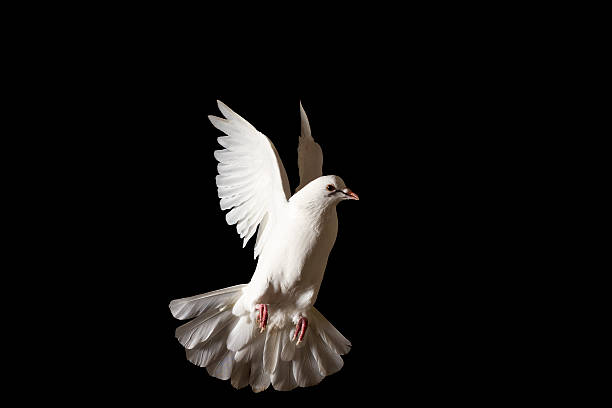 istock white dove flying isolated on black 625239758