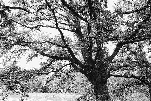 istock oak   in sunlight in the morning 625240622
