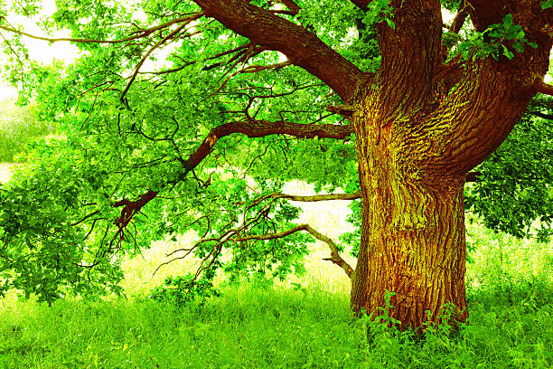 istock oak   in sunlight in the morning 625241090
