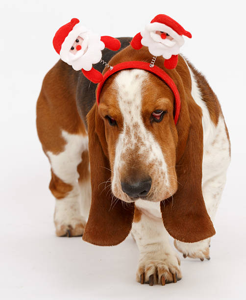 istock Happy New Year, Christmas Basset , isolated on white 625242588