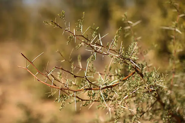 Thorns on a thornbush tree are seen on a wildlife safari in a South African game reserve