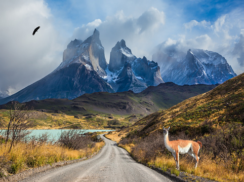 Chile, Patagonia, Torres del Paine National Park - Biosphere Reserve. Attentive guanaco on the lake Pehoe