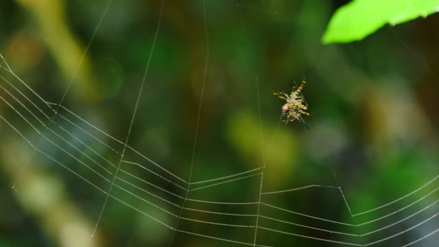 Spider building its web.
