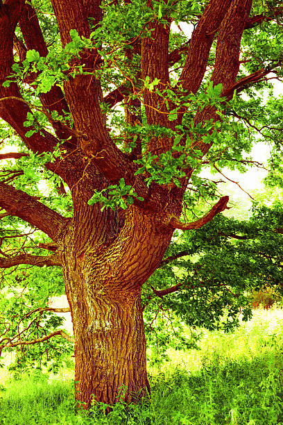 istock oak   in sunlight in the morning 625267902