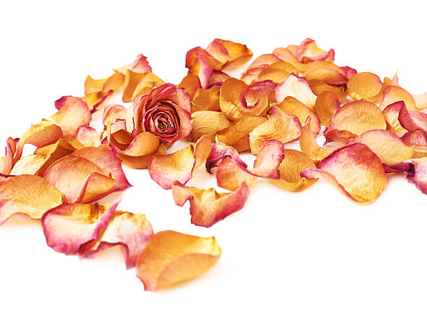istock White surface covered with pink rose petals and single bud 625267946