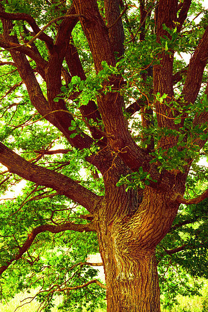 istock oak   in sunlight in the morning 625268102