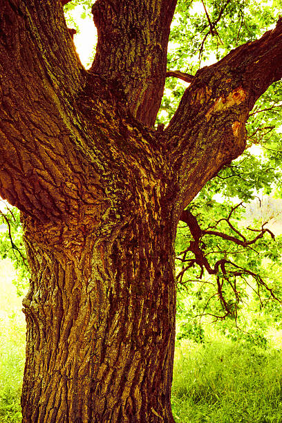 istock oak   in sunlight in the morning 625268442